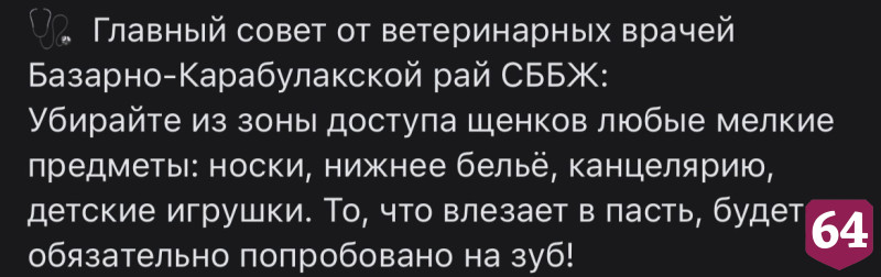 Саратовские ветеринары спасли проглотившего носки бигля