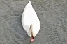Пара лебедей вывела 8 птенцов на реке в Саратовской области 